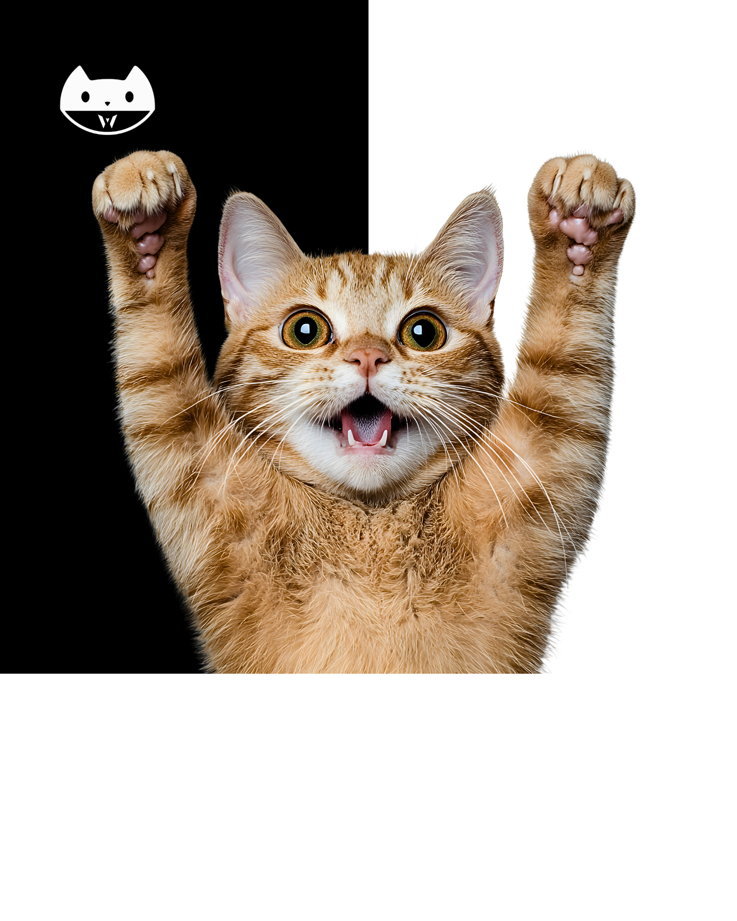 CAT CARE ACCESSORIES